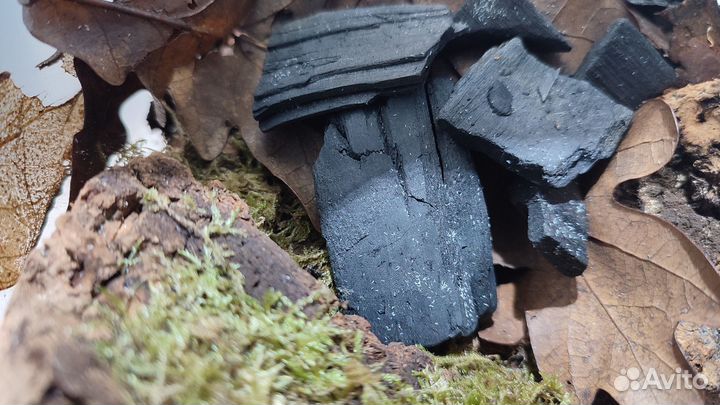 Доставка / Коллембола (Ногохвостка, Collembola)