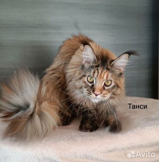 Котята Мейн-кун с документами и вет.паспортом