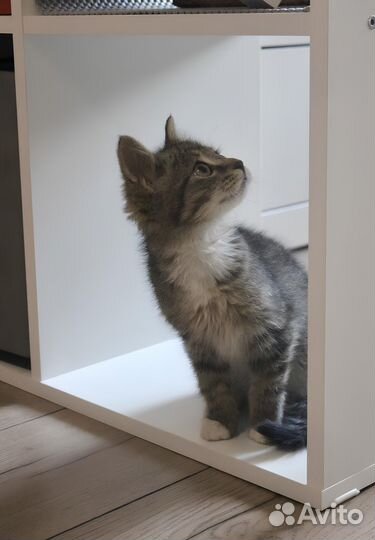 Котёнок полосатый