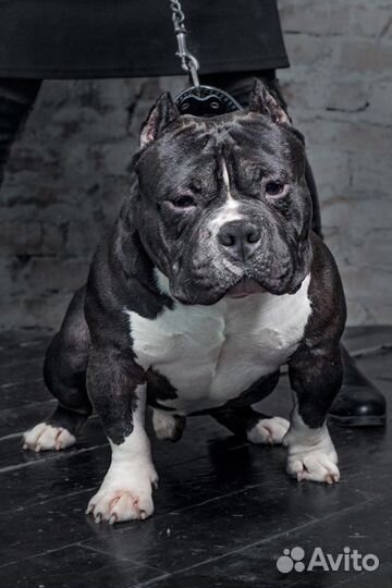 Открыт для вязок кобель