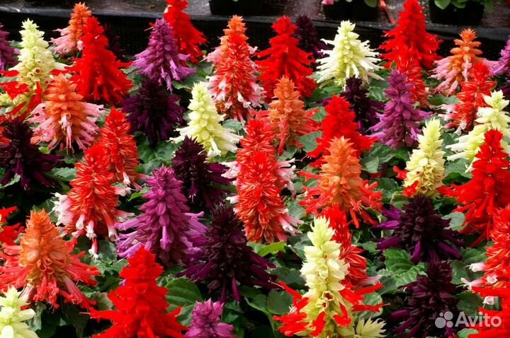 Профсемена цветов