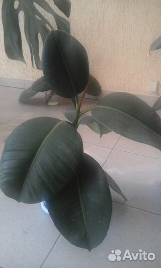 Монстера, фикус, каланхоэ