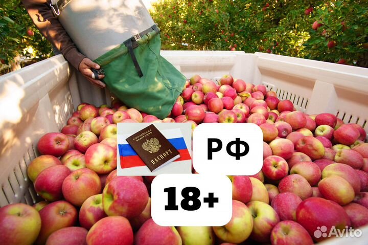 Сбор урожая яблок Вахта 3х разовое питание+жильё