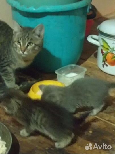 Котята в добрые руки