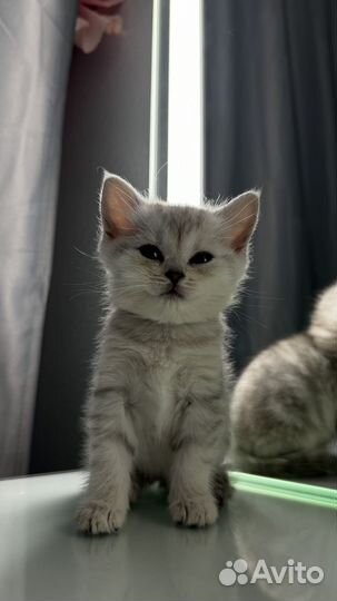 Шотландская