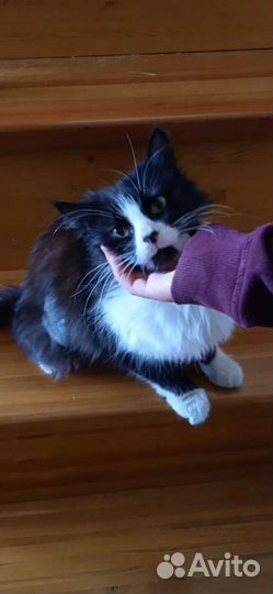 Кошечка 8 мес стерилизована