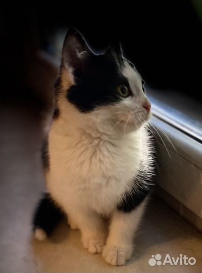 Малышка котодевочка Пэппи 2,5 месяца с добрые руки