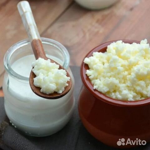 Тибетский молочный гриб