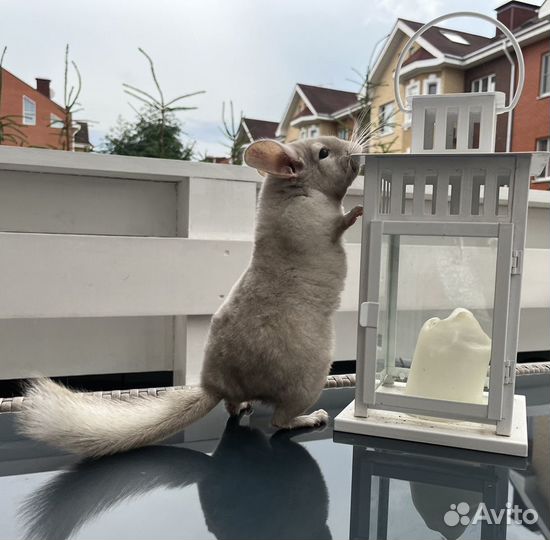 Шиншилла мальчик