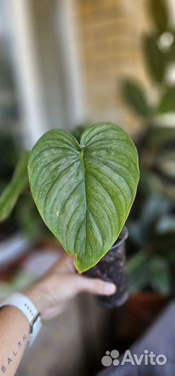 Филодендрон Содирой