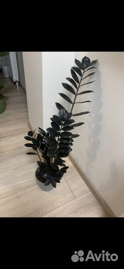 Замиокулькас черный равен