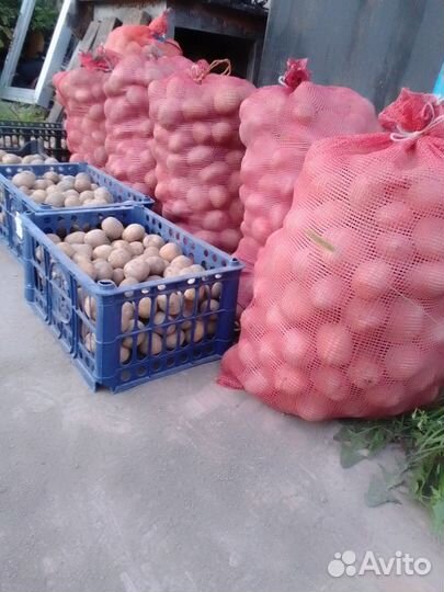 Картофель желтый крупный едовой, семенной