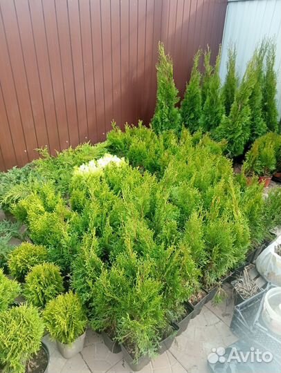 Туя Смарагд