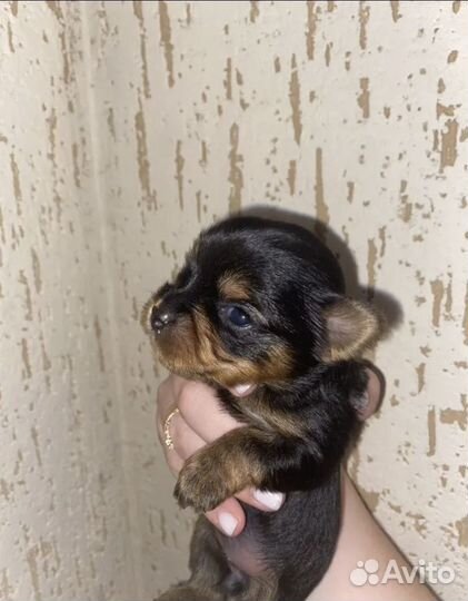 Йоркширский терьер мини беби фейс щенки