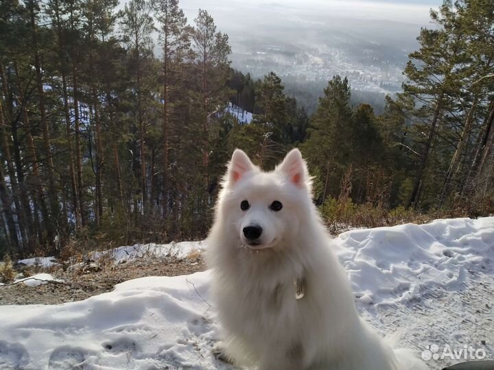 Японский шпиц вязка