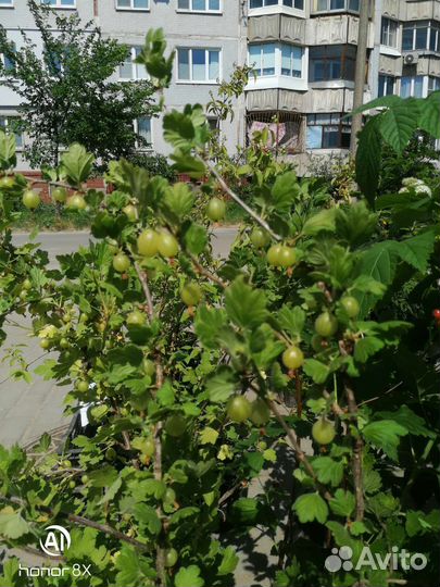 Саженцы крыжовника, малины, смородины, голубики