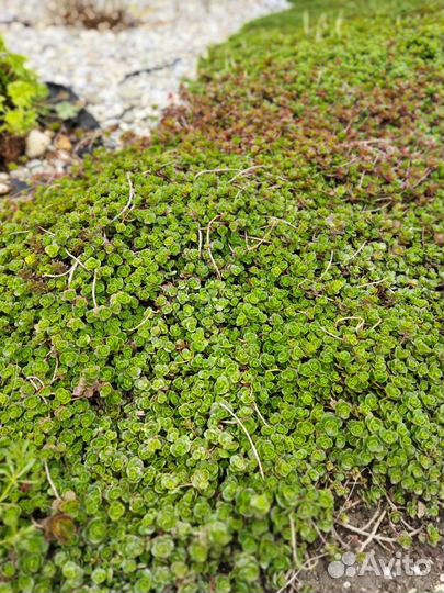 Почвопокровные растения