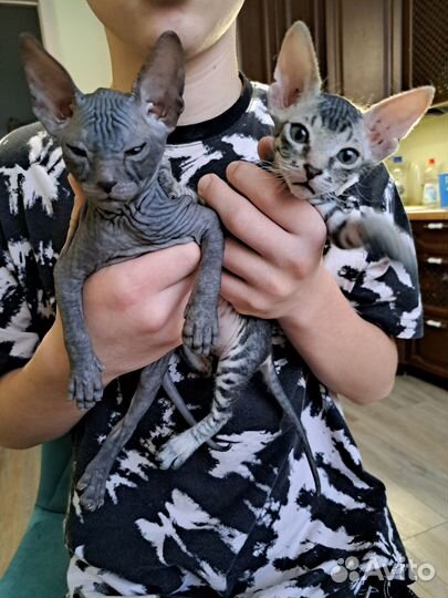 Продаются чудесные котята