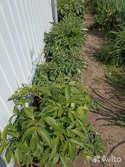 Пионы кусты