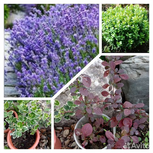 Цветы. Кустарники