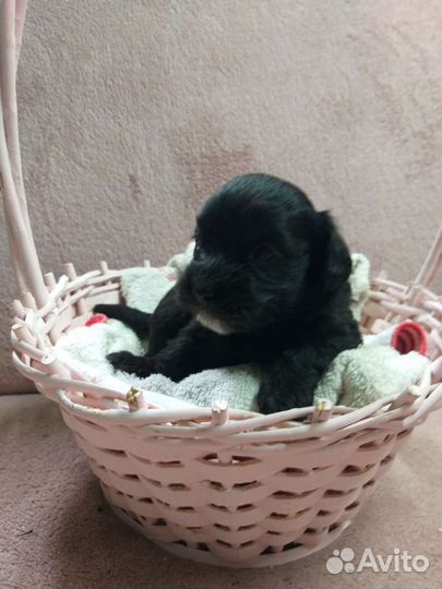 Кутята Вест-хайленд-уайт-терьер