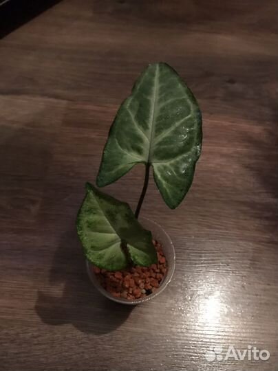 Сингониум Белая бабочка