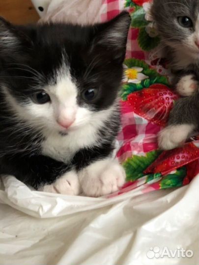 Кошка котёнок котята
