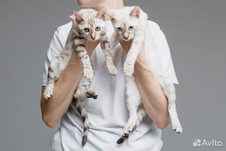 Бенгальские котята
