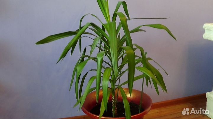 Комнатные растения цветы