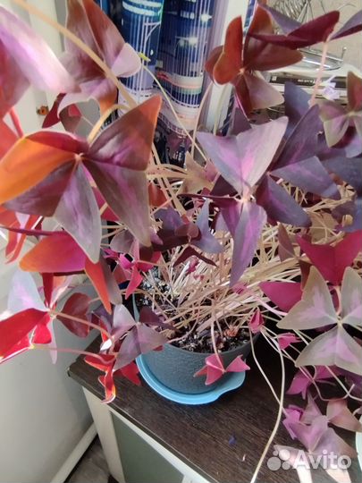 Хлорофитум 2 вида по 150 и Оксалис(кислица)