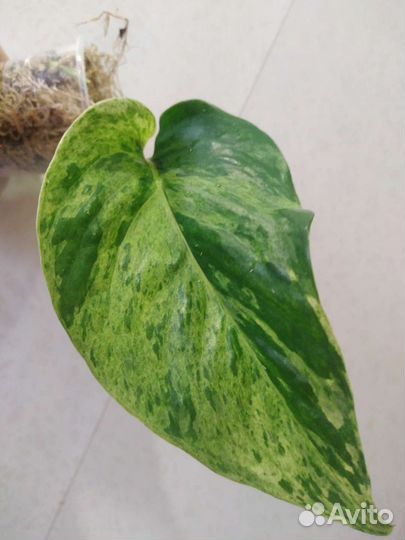 Эпипремнум Снежная королева