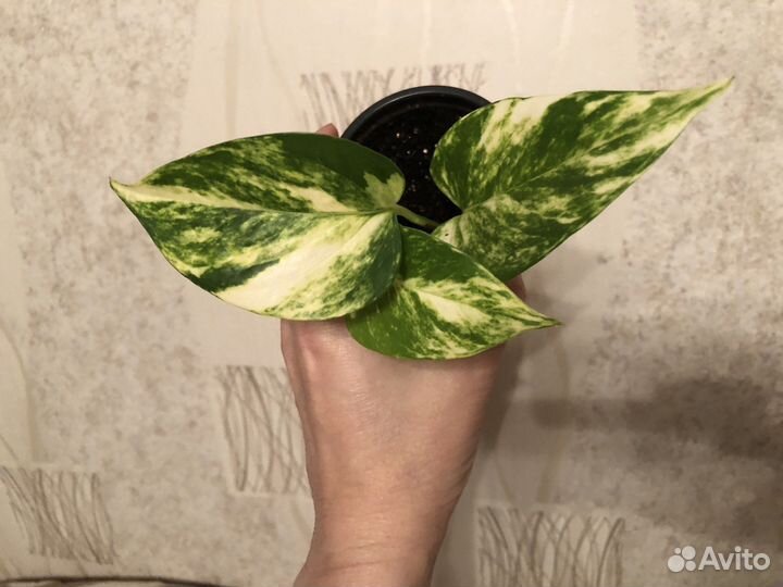 Хойя, сциндапсусы, пассифлора