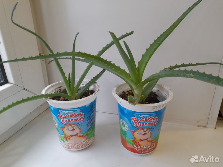 Алоэ лечебный