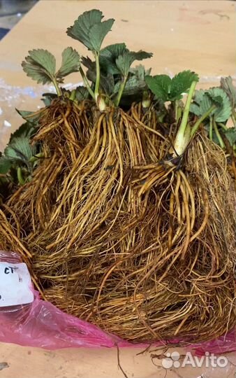 Рассада клубники