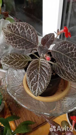 Хойи и эписции