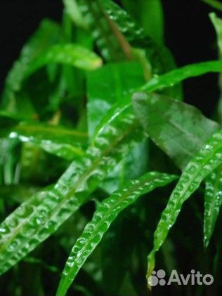 Валлиснерия и криптокорина