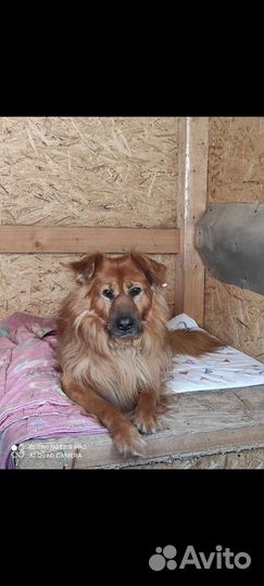 Собака Рыжик пушистик ищет дом и своего человека