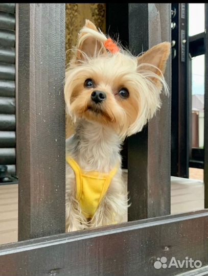 Собаки щенки маленькой породы