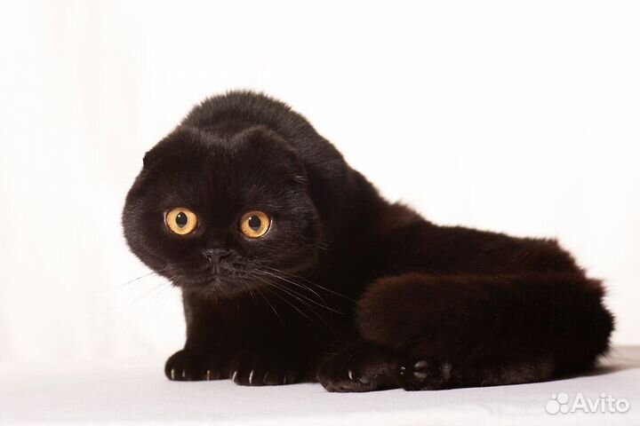 Шотландские вислоухие девочка и мальчик