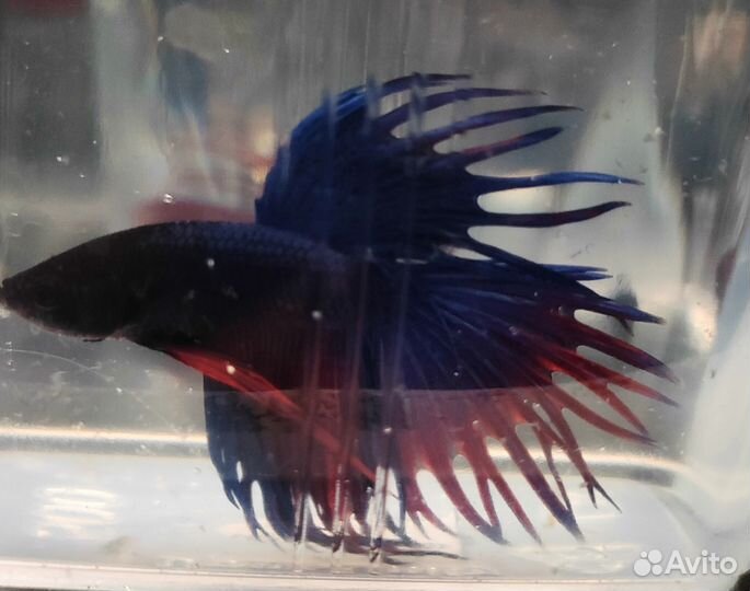 Рыбка петушок