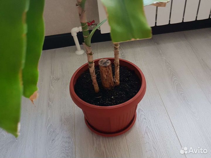 Тросниковая пальма высота 95 см,размах листьев 95