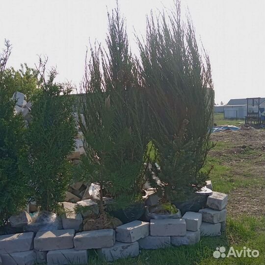 Туи можжевельники