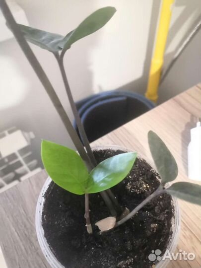 Комнатные цветы