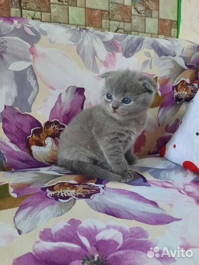 Плюшевые котятки