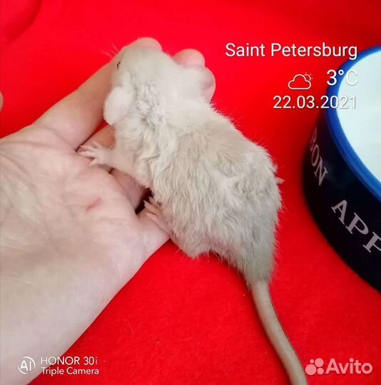 Крыса крысята дамбо разных окрасов