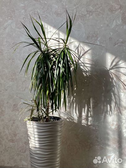 Пальма драцена с кашпо