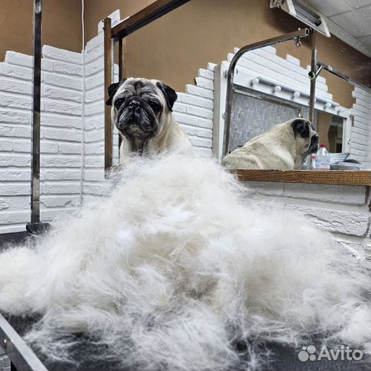 Груминг собак и кошек