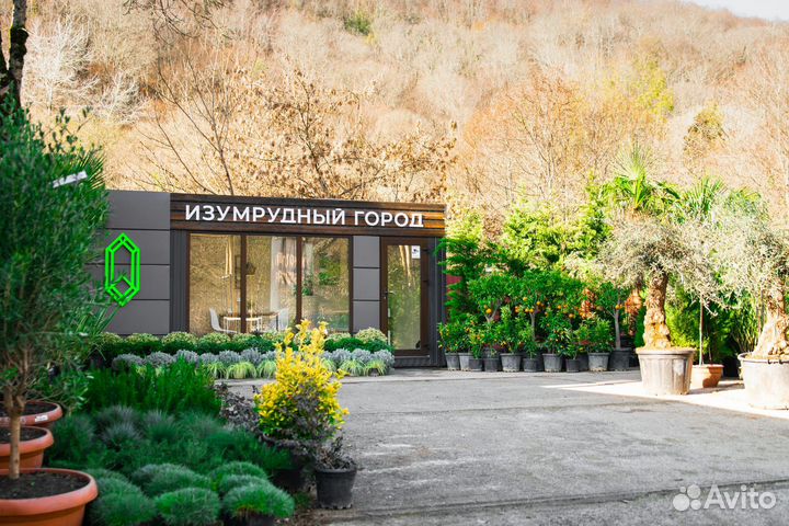 Питомник растений - Изумрудный Город
