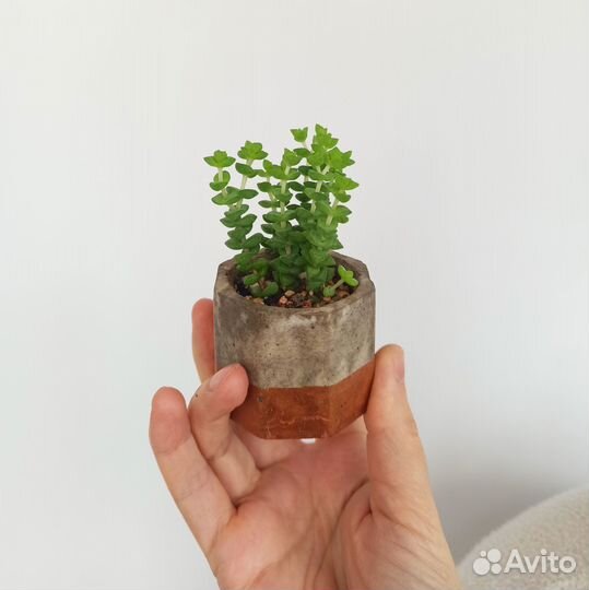 Крассула толстянка 7 видов