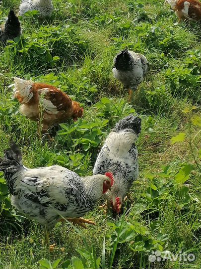 Молодые петушки